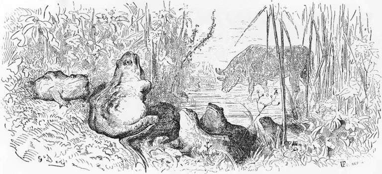 La Grenouille qui se veut faire aussi grosse que Le Boeuf de Jean de La Fontaine illustration par Gustave Doré