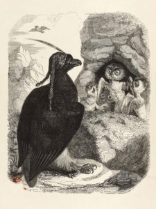 L'Aigle et Le Hibou de Jean de La Fontaine - Illustration de Grandville