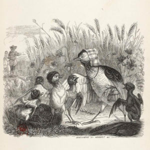 L'Alouette et Ses Petits, avec Le Maître d'Un Champ de Jean de La Fontaine - Illustration de Grandville