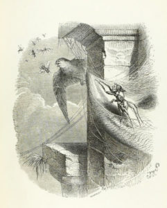 L'Araignée et L'Hirondelle de Jean de La Fontaine - Illustration de Grandville - 1840