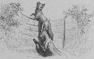 Le Renard et Le Bouc de Jean de La Fontaine - Illustration de Gustave Doré