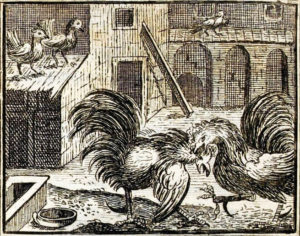 Les Deux Coqs de Jean de La Fontaine - Illustration par François Chauveau