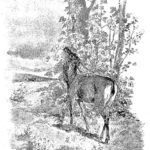 Le Cerf et La Vigne