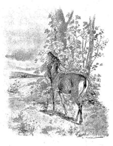 Le Cerf et La Vigne de Jean de La Fontaine dans Les Fables - Illustration de Auguste Vimar - 1897