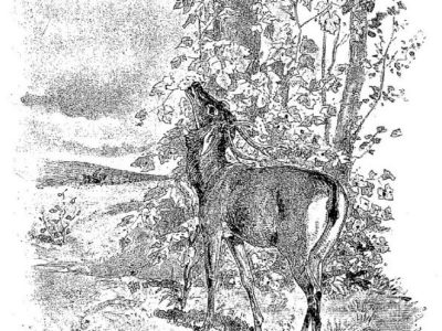 Le Cerf et La Vigne