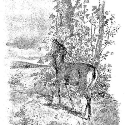 Le Cerf et La Vigne