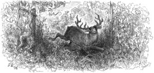 Le Cerf et La Vigne de Jean de La Fontaine dans Les Fables - Illustration de Gustave Doré - 1876