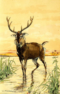 Le Cerf se Voyant dans l'Eau de Jean de La Fontaine dans Les Fables - Illustration de Auguste Vimar - 1897