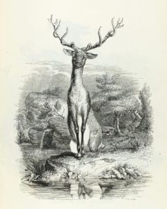 Le Cerf se Voyant dans l'Eau de Jean de La Fontaine dans Les Fables - Illustration de Grandville - 1840