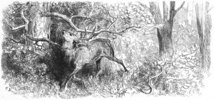 Le Cerf se Voyant dans l'Eau de Jean de La Fontaine dans Les Fables - Illustration de Gustave Doré - 1876