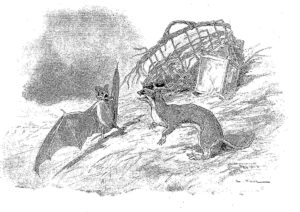 La Chauve-souris et Les Deux Belettes de Jean de La Fontaine dans Les Fables - Illustration de Auguste Vimar - 1897