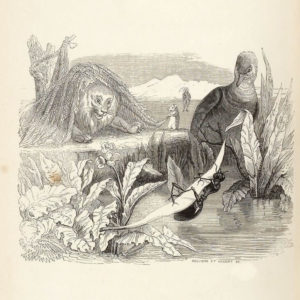 La Colombe et La Fourmi de Jean de La Fontaine dans Les Fables - Illustration de Grandville - 1840