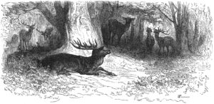 Le Cerf Malade de Jean de La Fontaine dans Les Fables - Illustration de Gustave Doré - 1876