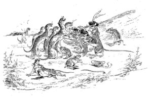 Le Combat des Rats et des Belettes de Jean de La Fontaine dans Les Fables - Illustration de Auguste Vimar - 1897
