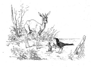 Le Corbeau, La Gazelle, La Tortue et Le Rat de Jean de La Fontaine dans Les Fables - Illustration de Auguste Vimar - 1897