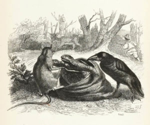 Le Corbeau, La Gazelle, La Tortue et Le Rat de Jean de La Fontaine dans Les Fables - Illustration de Grandville - 1840