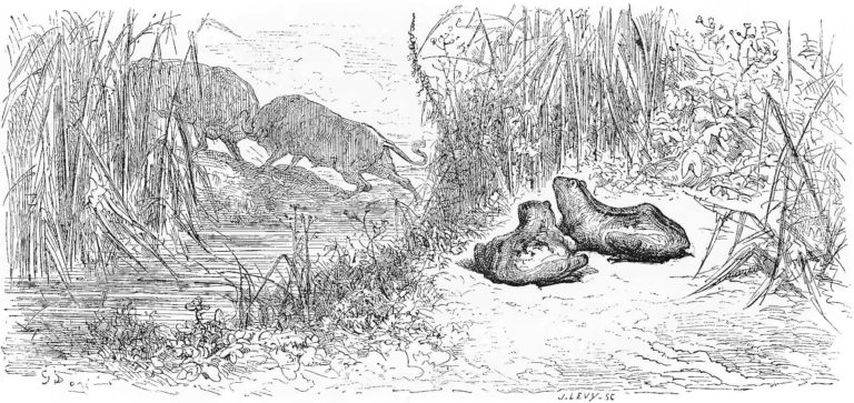 Les Deux Taureaux et Une Grenouille de Jean de La Fontaine dans Les Fables - Gravure de Gustave Doré - 1876