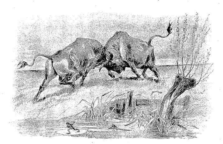 Les Deux Taureaux et Une Grenouille de Jean de La Fontaine dans Les Fables - Illustration de Auguste Vimar - 1897