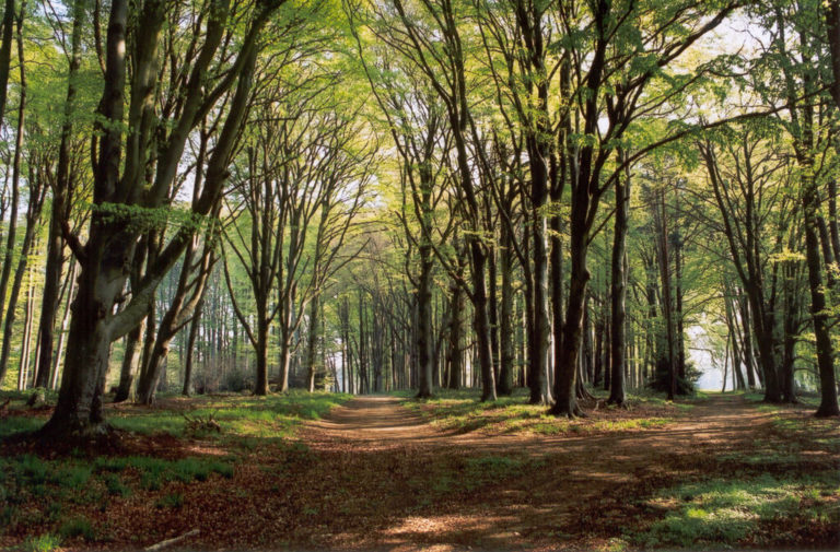 Aux Arbres de Victor Hugo dans Les Contemplations - Photographie - Arbres de ces grands bois qui frissonnez toujours