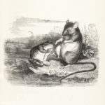 La Grenouille et Le Rat
