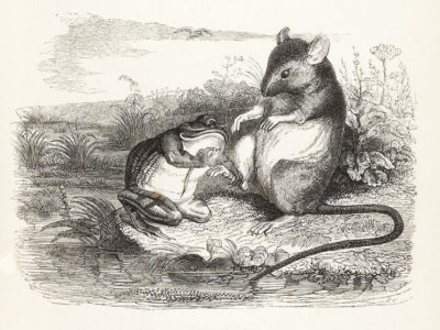 La Grenouille et Le Rat