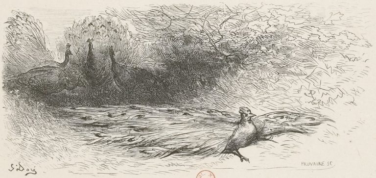 Le Geai Paré des Plumes du Paon de Jean de La Fontaine dans Les Fables - Gravure de Gustave Doré - 1876