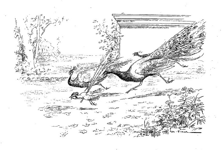 Le Geai Paré des Plumes du Paon de Jean de La Fontaine dans Les Fables - Illustration de Auguste Vimar - 1897