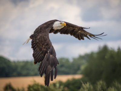 Au Poëte Qui M’Envoie Une Plume d’Aigle