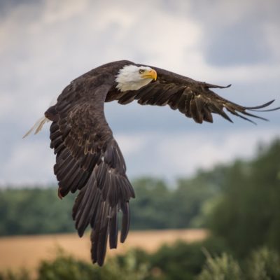 Au Poëte Qui M’Envoie Une Plume d’Aigle