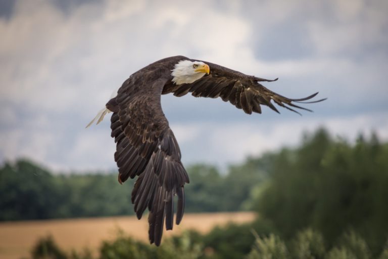 Au Poëte Qui M’Envoie Une Plume d’Aigle de Victor Hugo dans Les Contemplations - Photo - Pixabay - 2017