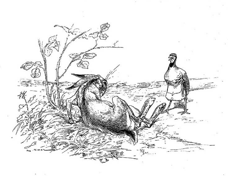 Le Lièvre et La Perdrix de Jean de La Fontaine dans Les Fables - Illustration de Auguste Vimar - 1897