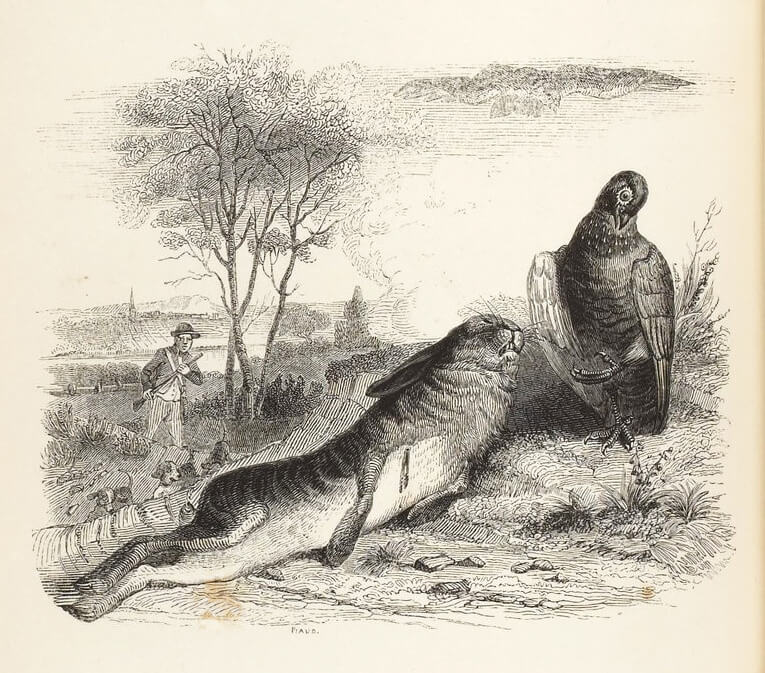 Le Lièvre et La Perdrix de Jean de La Fontaine dans Les Fables - Illustration de Grandville - 1840