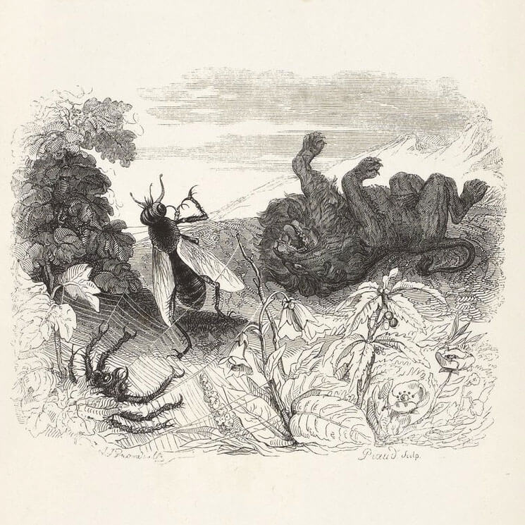 Le Lion et Le Moucheron de Jean de La Fontaine dans Les Fables - Illustration de Grandville - 1840