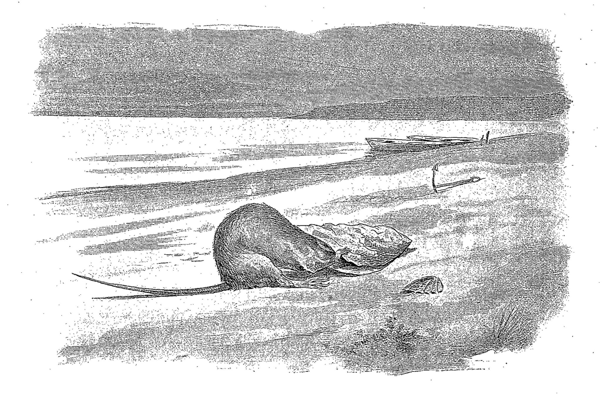 Le Rat Et L Huitre Morale