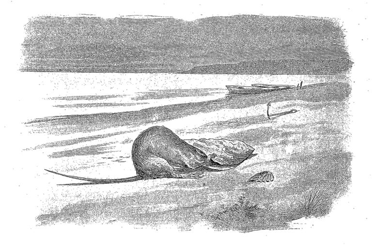 Le Rat et l’Huître de Jean de La Fontaine dans Les Fables - Illustration de Auguste Vimar - 1897