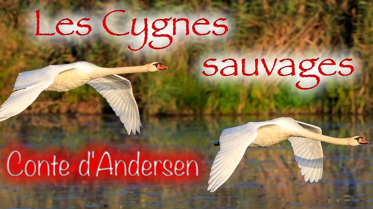 Les Cygnes Sauvages - Conte de Hans Christian Andersen | Speakerty